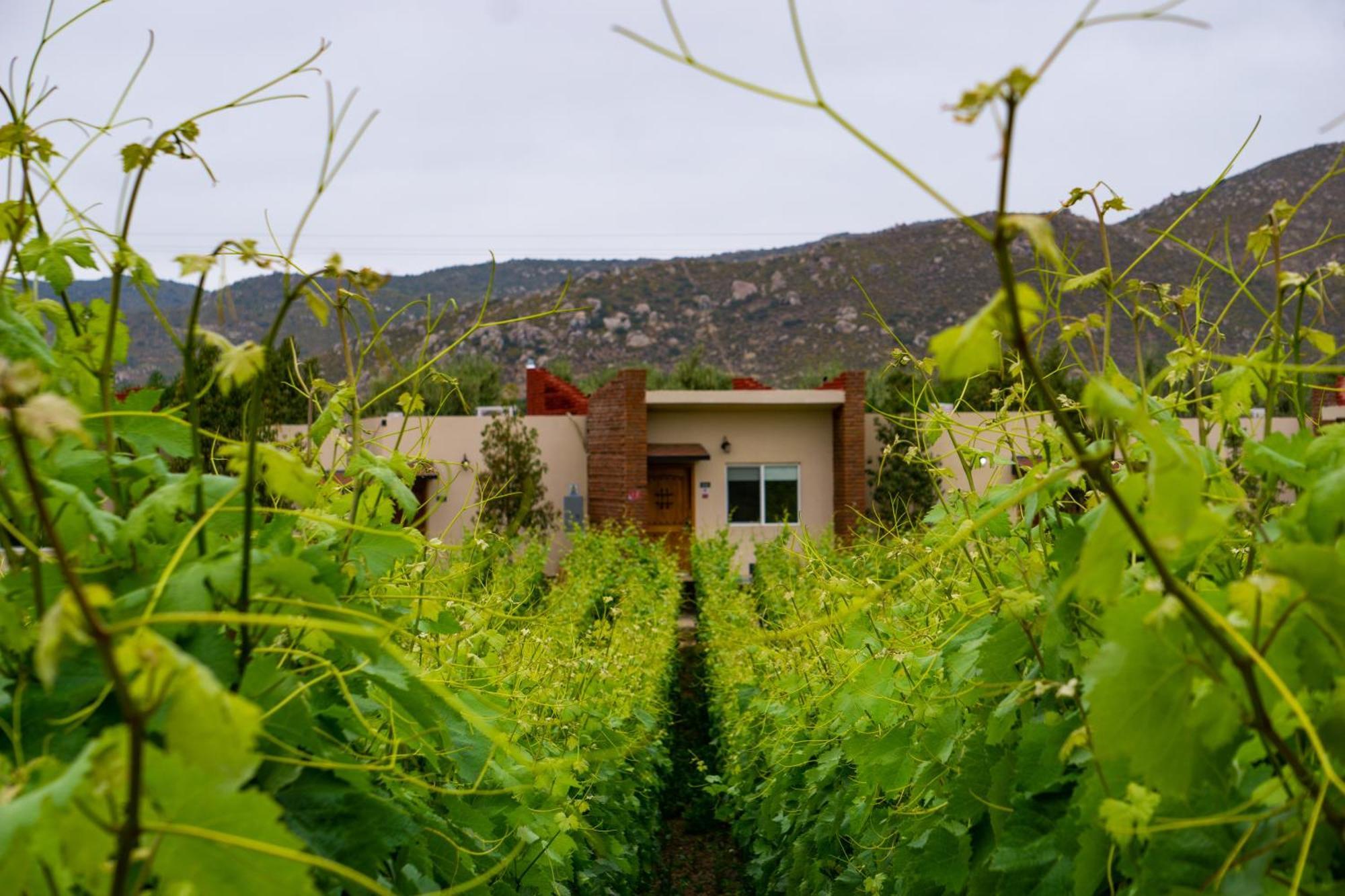 Ojo Azul Resort Valle de Guadalupe Exteriér fotografie